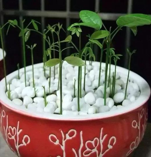 TCL�A�����������N��һƬ��G��׌����͹����������C(j��)