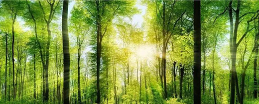 TCL�A�����������N��һƬ��G��׌����͹����������C(j��)